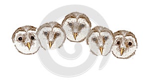 Baby barn owls are seen lined up