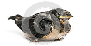 Baby Barn Swallow landed on the ground, Hirundo rustica