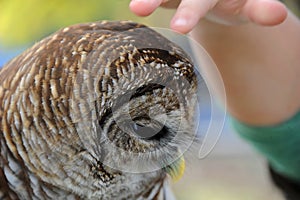 Baby Barred Owl Allows Touch