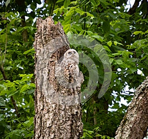 Baby Barred Owl fledging from nest in old tree in Roswell Georgia.