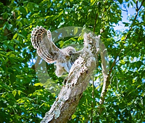 Baby Barred Owl fledging from nest in old tree in Roswell Georgia.