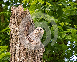 Baby Barred Owl fledging from nest in old tree in Roswell Georgia.