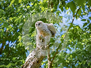 Baby Barred Owl fledging from nest in old tree in Roswell Georgia.