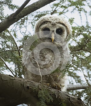 Baby Barred Owl in Ohio