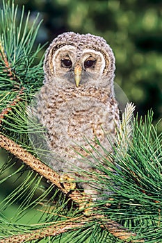 Baby Barred Owl perched in a Virginia pine tree