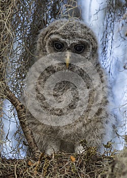 Baby Barred Owl (Strix varia) - Florida