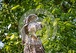 Baby Barred Owlet fledging from nest site in Roswell Georgia.