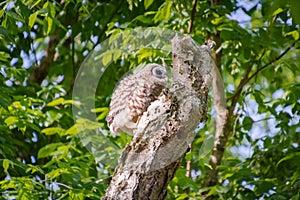 Baby Barred Owlet fledging from nest site in Roswell Georgia.