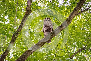 Baby Barred Owlet fledging from nest site in Roswell Georgia.