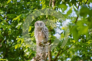 Baby Barred Owlet fledging from nest site in Roswell Georgia.
