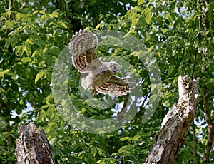 Baby Barred Owlet fledging from nest site in Roswell Georgia.