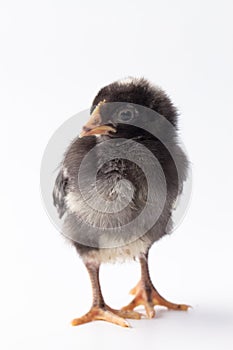 Baby Barred Rock chick