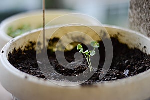 Baby basil plant