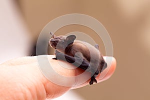 Baby Bat Sitting On Finger