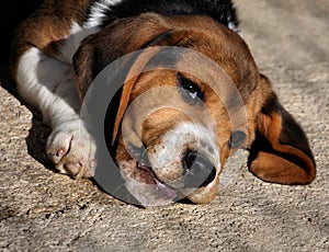 Baby Beagle Dog