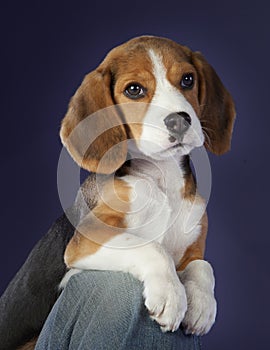 Baby beagle dog