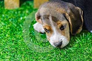Baby Beagle dog