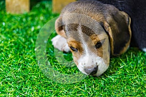 Baby Beagle dog