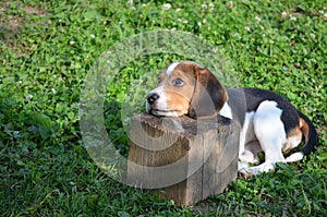 Baby beagle