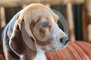 Baby beagle on orange pillow