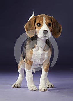 Baby beagle portrait