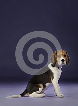 Baby beagle sideways