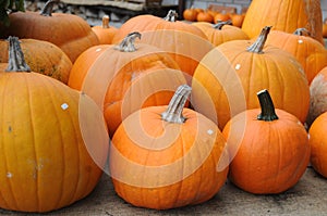 Baby Bear Pumpkins