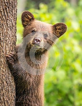 Baby bear stares at camera