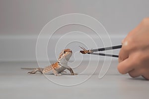 Baby of bearded agama dragon is eating insect cockroach at home on floor.