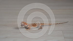 Baby of bearded agama dragon is eating insect cockroach at home on floor.