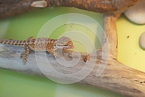 Baby of bearded agama dragon is sitting on log and eating insects at home.