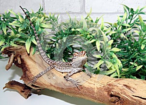 Baby Bearded Dragon