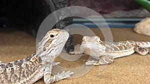 Baby Bearded Dragon Reptiles 5271