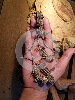 Baby Bearded Dragons in Hand