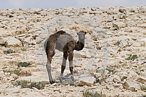 Baby Bedouin Camel Learning the Ropes of Being Tethered
