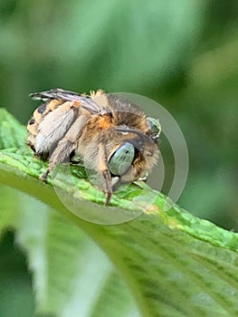 Baby bee on a leaf close up