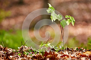 Baby beech tree in the forest