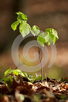 Baby beech tree in the forest