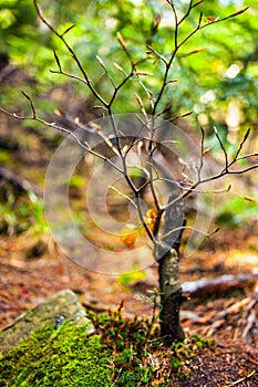Baby beech tree with selective focus