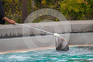 Baby Beluga Training at Marineland Canada photo