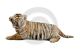 Baby bengal tiger isolated