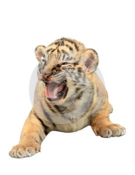 Baby bengal tiger isolated