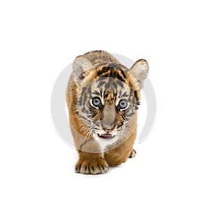 Baby bengal tiger photo