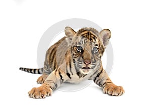 Baby bengal tiger