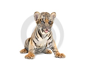 Baby bengal tiger photo