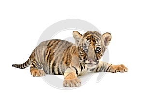 Baby bengal tiger