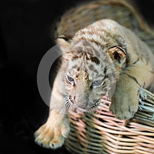Baby bengal tiger wantonly