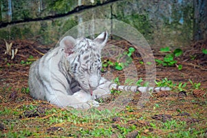 baby bengal white tiger