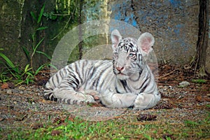 baby bengal white tiger