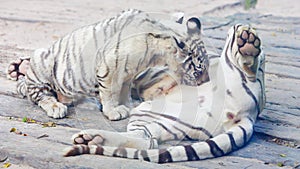 A baby Bengal White Tiger is suckling